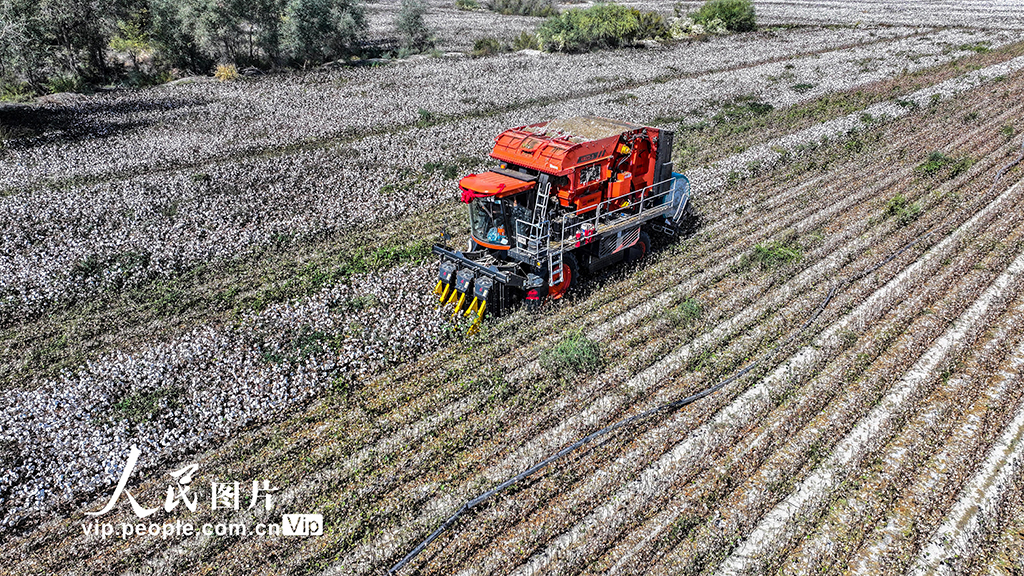 新疆乌苏：采收棉花【5】