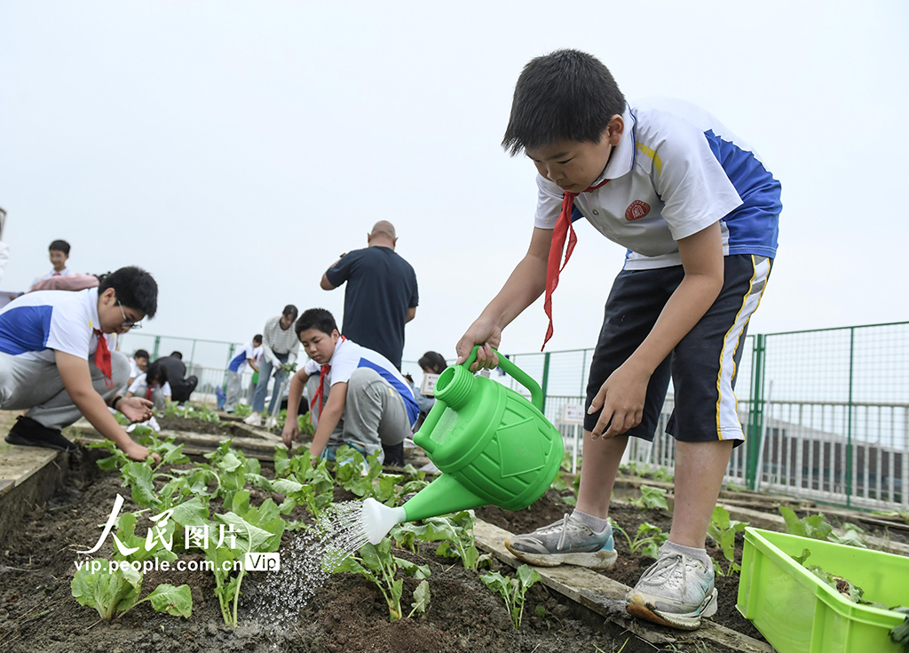 四川成都：校园“空中农田”秋种忙【3】