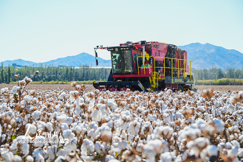 新疆呼图壁：棉花采收
