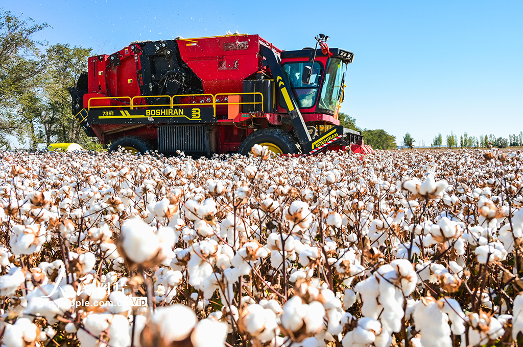 新疆呼图壁：棉花采收【3】