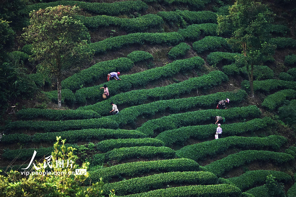 广西昭平：寒露时节采茶忙