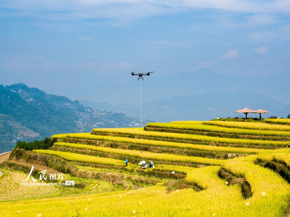 2025年10月10日，湖北省宜昌市秭归县沙镇溪镇长春村，农户使用无人机吊运采收的冷水稻。
