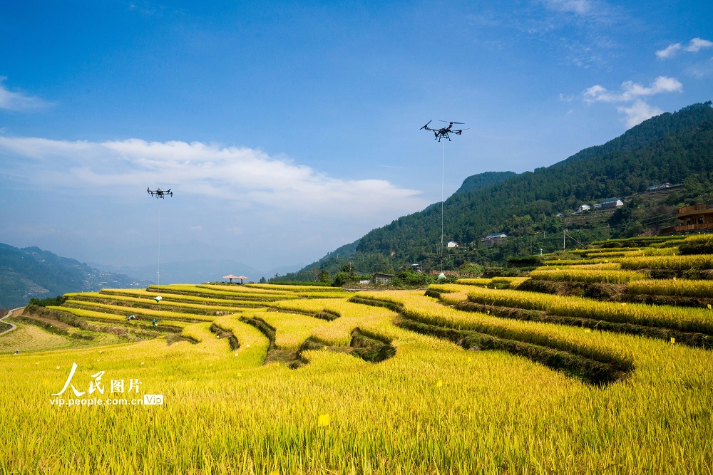 2025年10月10日，湖北省宜昌市秭归县沙镇溪镇长春村，农户使用无人机吊运采收的冷水稻。