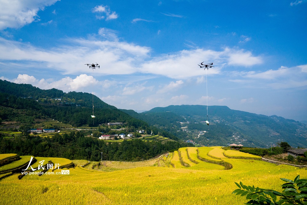 2025年10月10日，湖北省宜昌市秭归县沙镇溪镇长春村，农户使用无人机吊运采收的冷水稻。