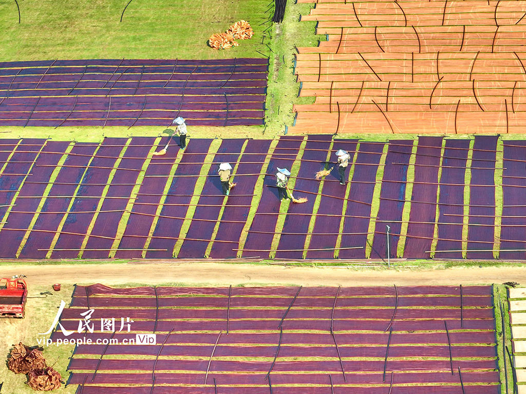 广西蒙山：晾晒香云纱