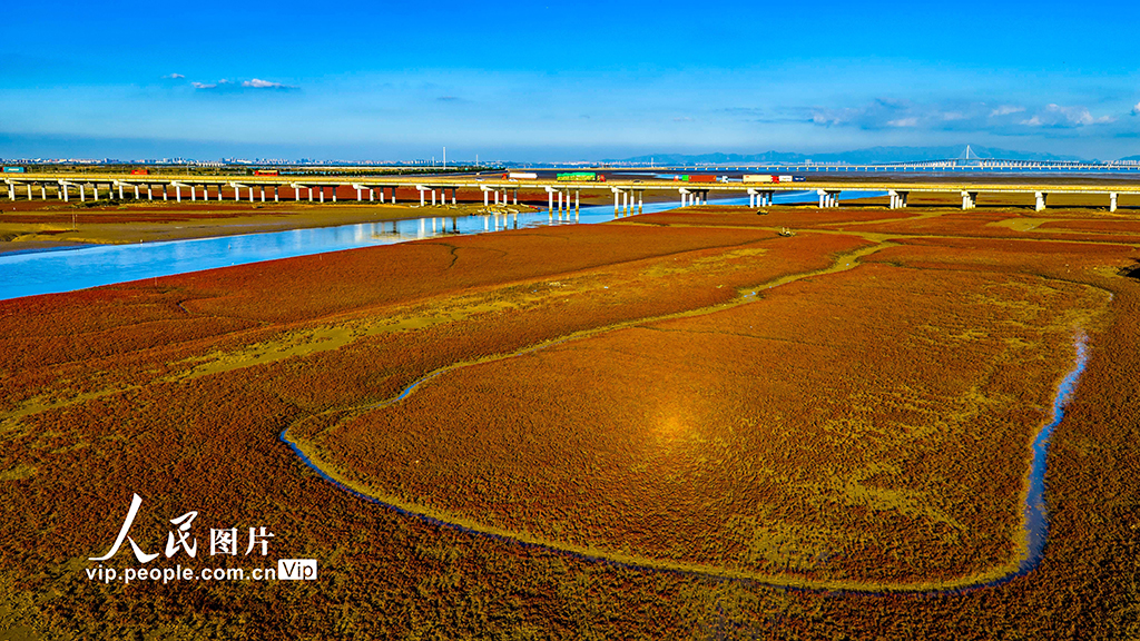 山东青岛：红海滩绚丽多彩【3】