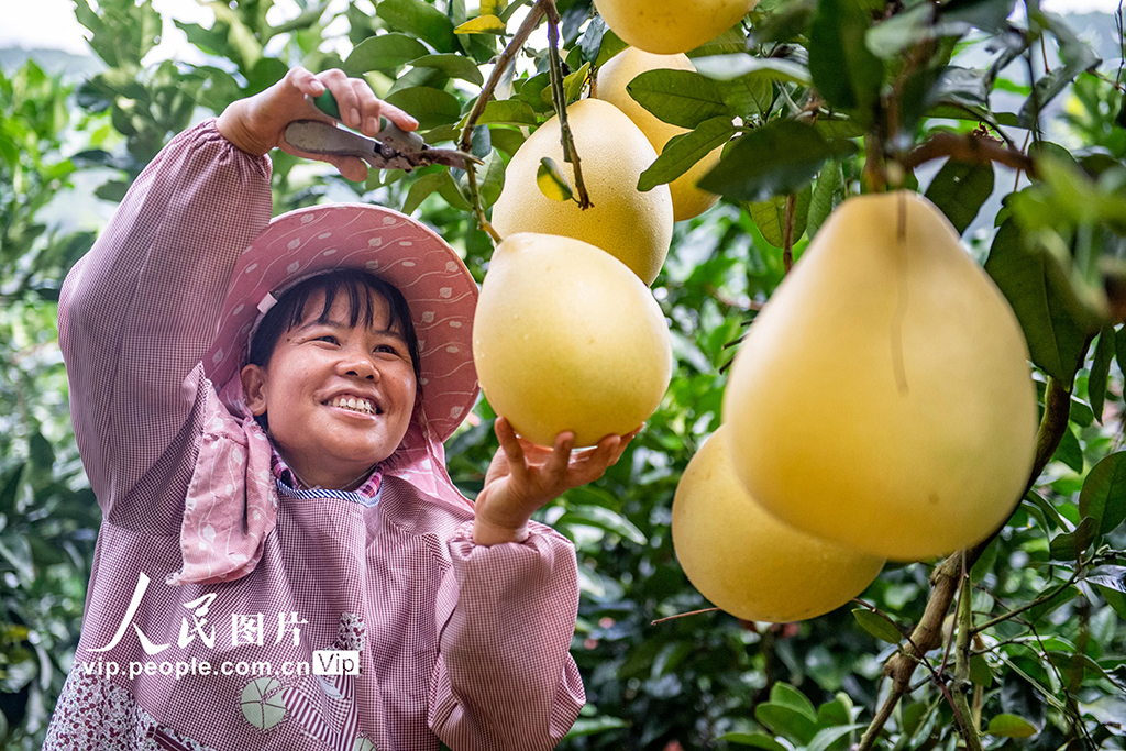 云南西畴：采摘柚子