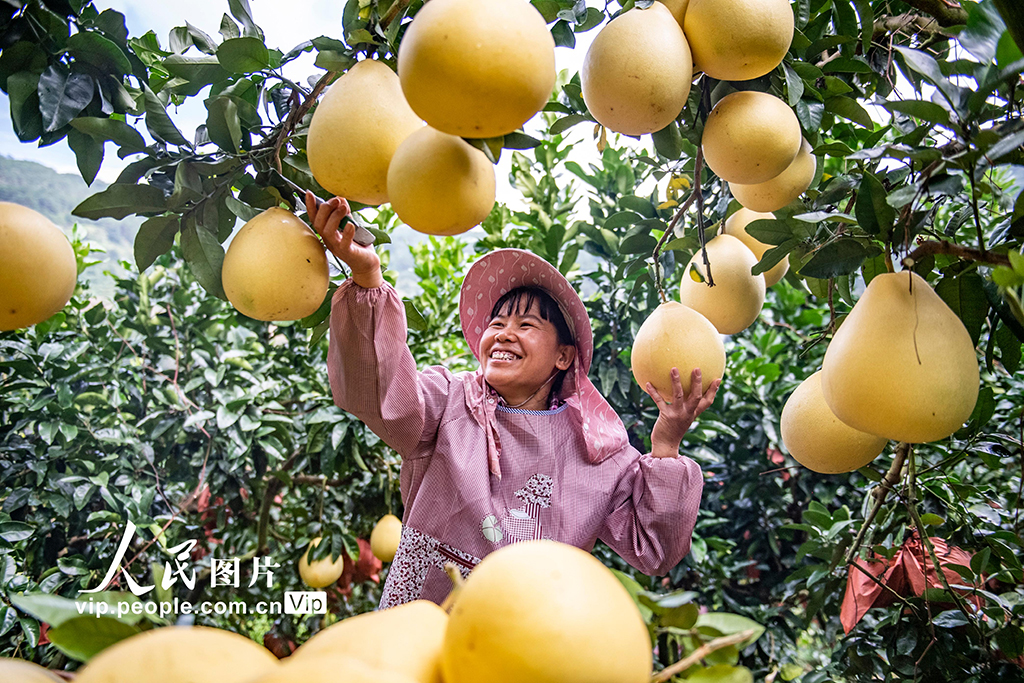 云南西畴：采摘柚子【6】