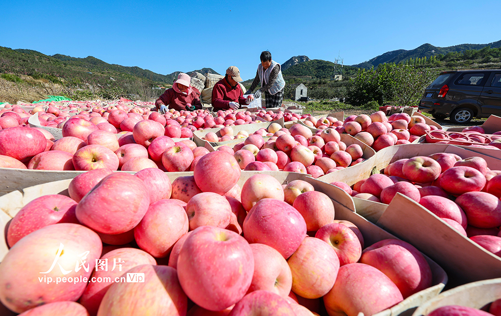 山东乳山：苹果喜丰收【5】