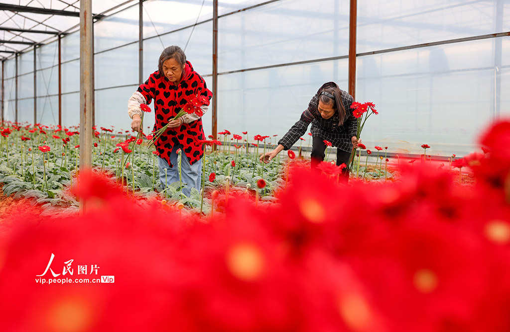 贵州玉屏：非洲菊绽放“美丽经济”【2】