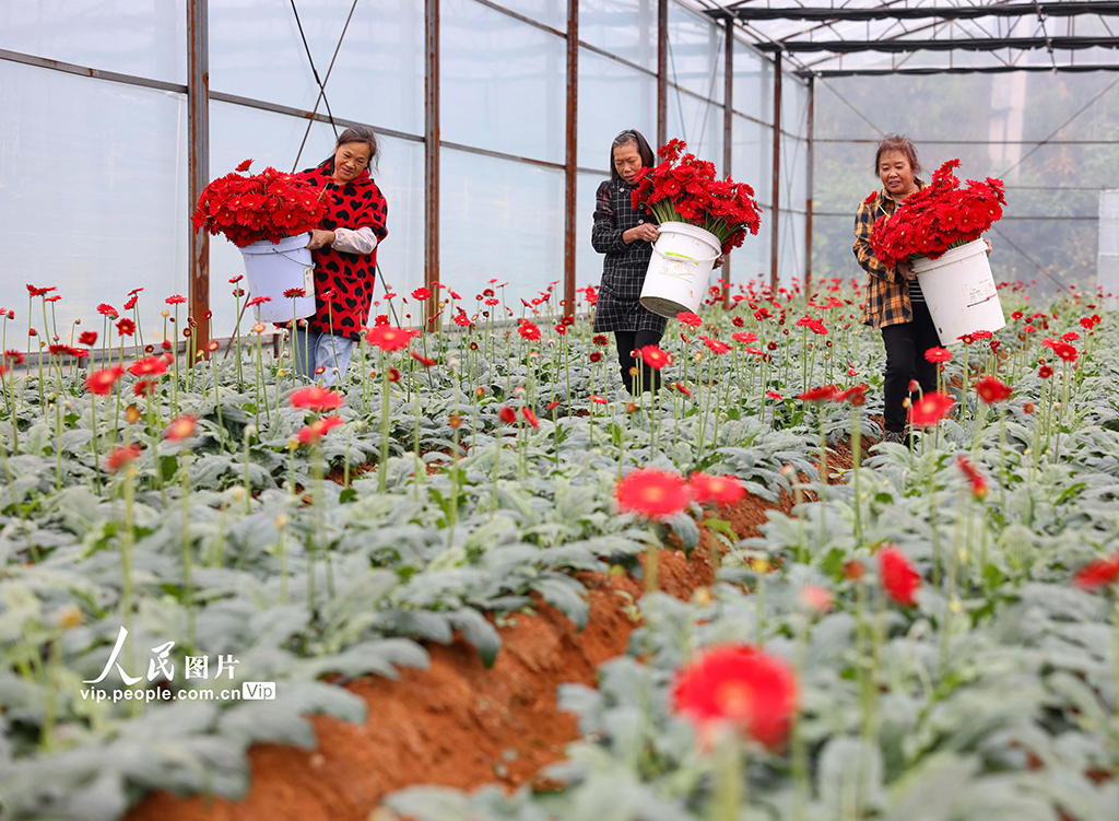 贵州玉屏：非洲菊绽放“美丽经济”【3】