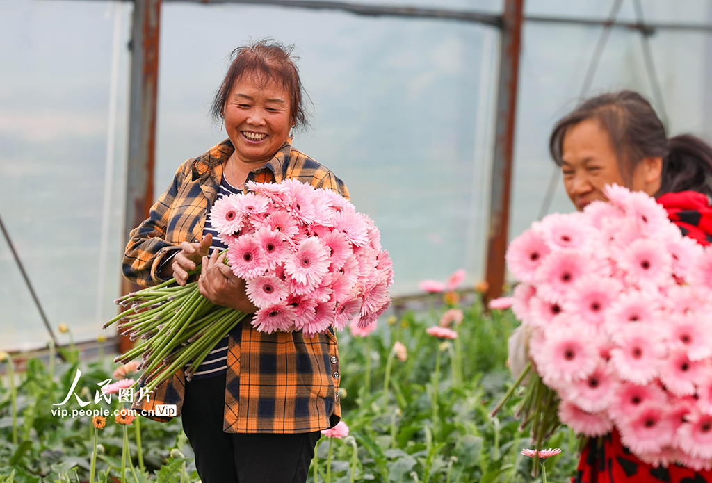 贵州玉屏：非洲菊绽放“美丽经济”【5】