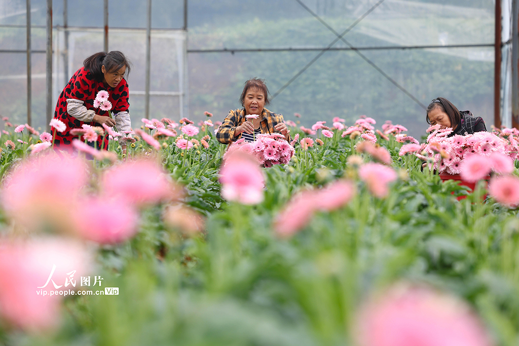 贵州玉屏：非洲菊绽放“美丽经济”【6】