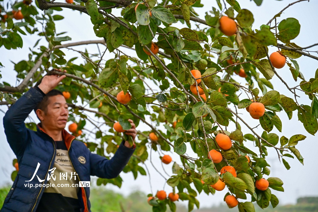 河南宜阳：柿饼加工