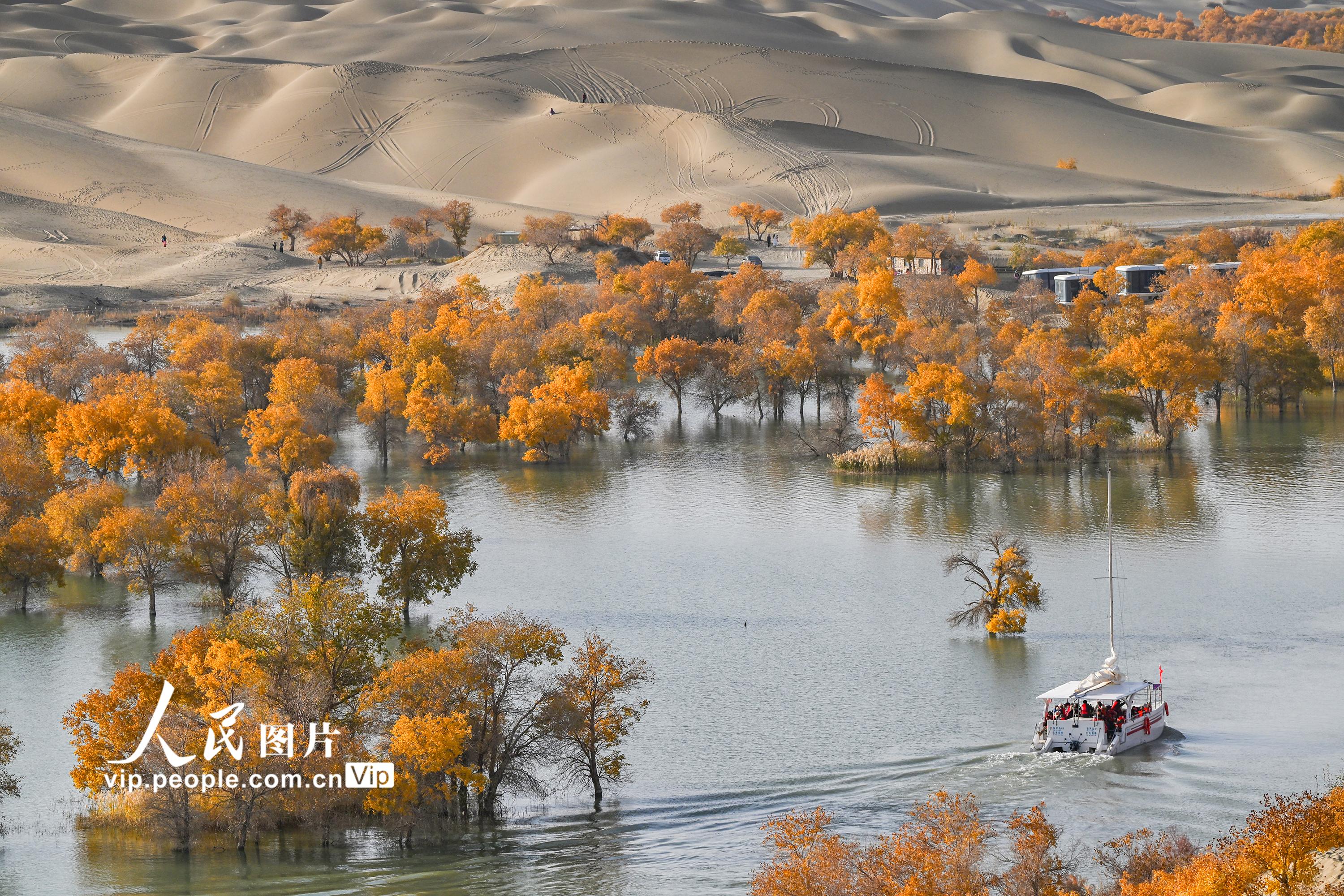 新疆尉犁：大漠胡杨醉游人【2】