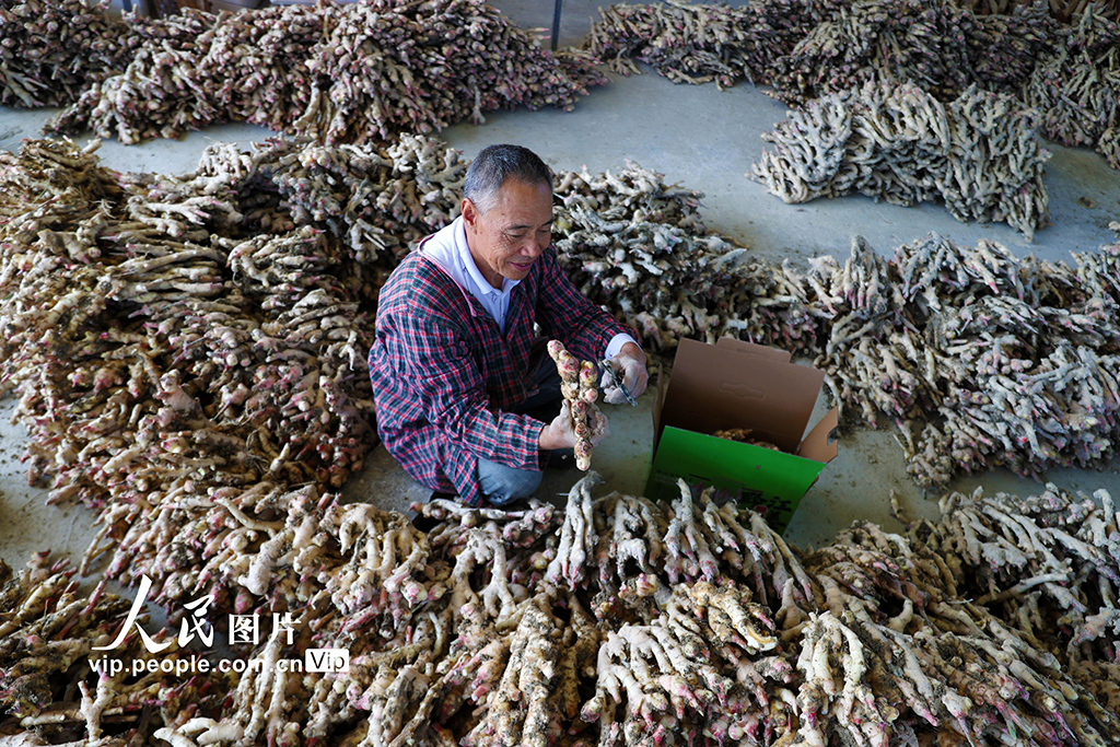 重庆：采挖富锶生姜【5】