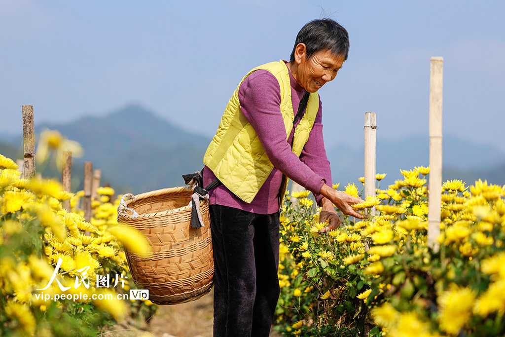 安徽歙县：采摘金丝皇菊【4】