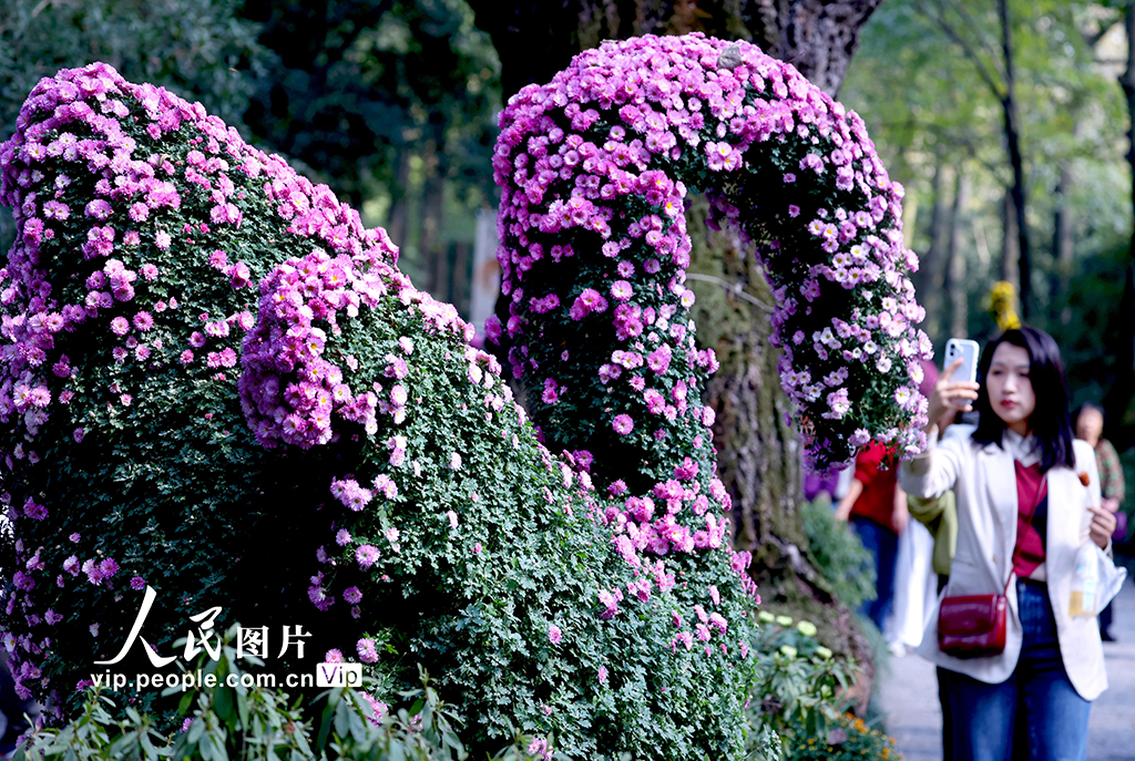 浙江杭州：菊花盛开游客来【7】