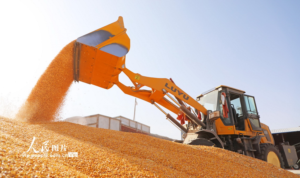 甘肃民乐：玉米收获 颗粒归仓