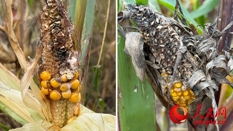 10月23日，在山西运城万荣县裴庄镇，田里的玉米发生霉变。人民网记者 段思齐摄