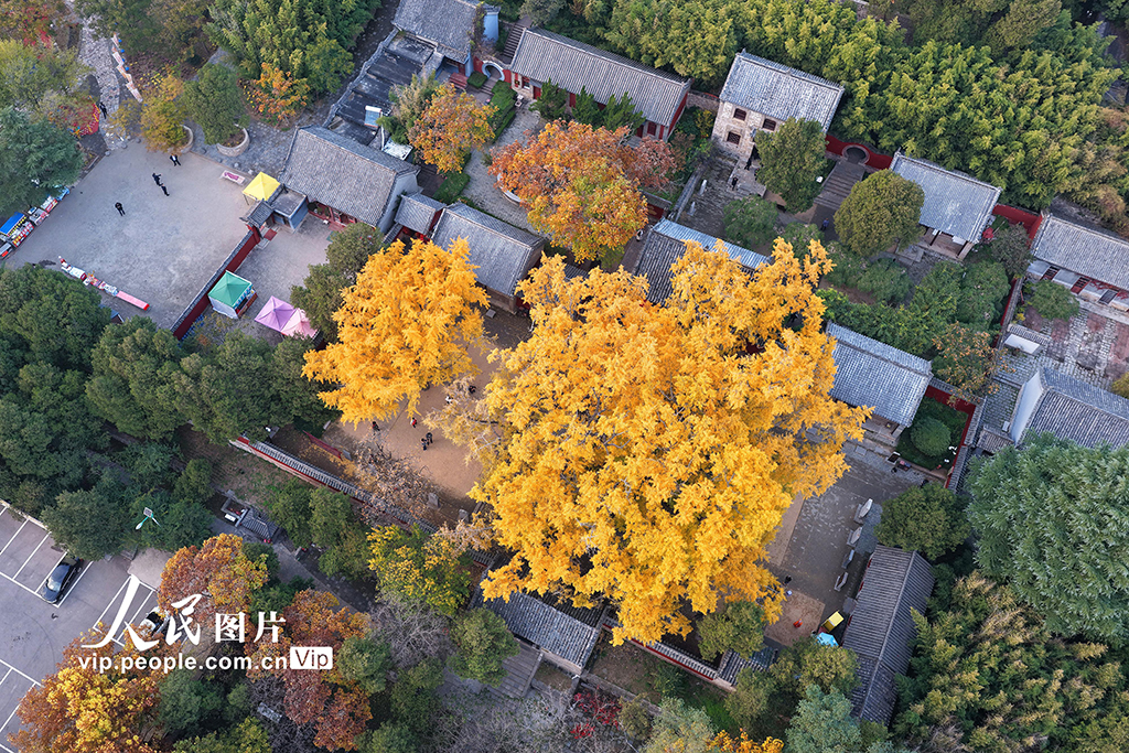 山东莒县：千年银杏树进入最佳观赏期