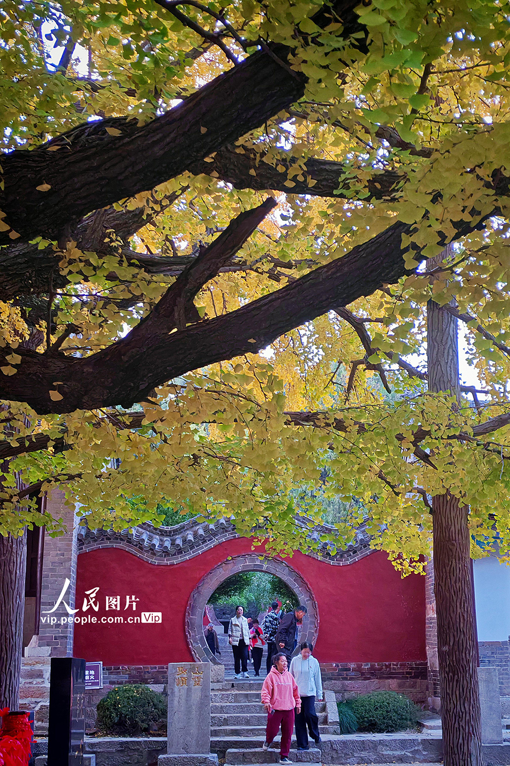 山东莒县：千年银杏树进入最佳观赏期【6】