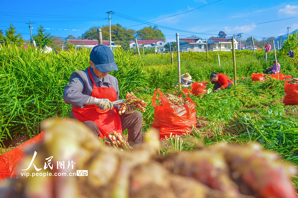 安徽岳西：小黄姜 喜丰收【3】