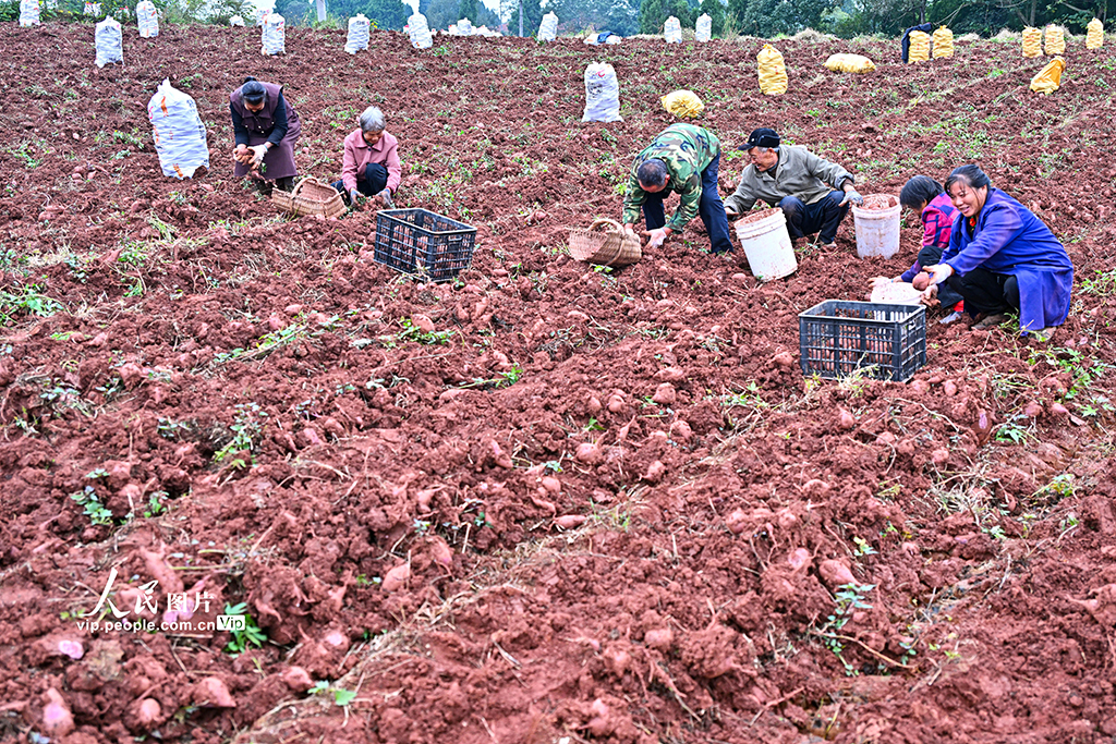 四川仁寿：紫薯喜丰收【5】