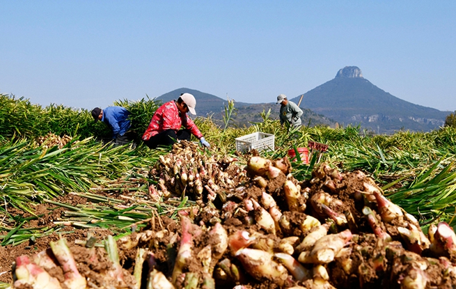 山东枣庄：收获黄姜