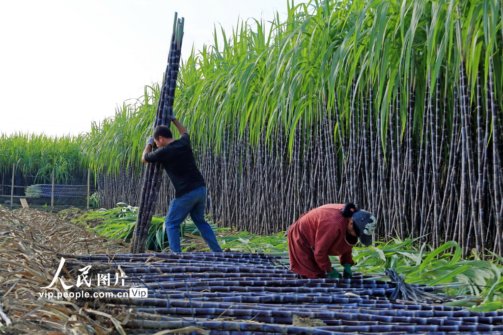 广西柳州：果蔗采收忙【2】