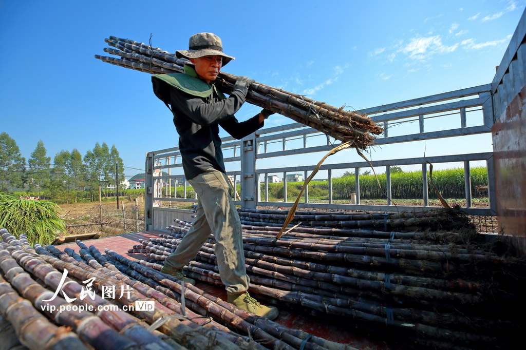 广西柳州：果蔗采收忙【3】