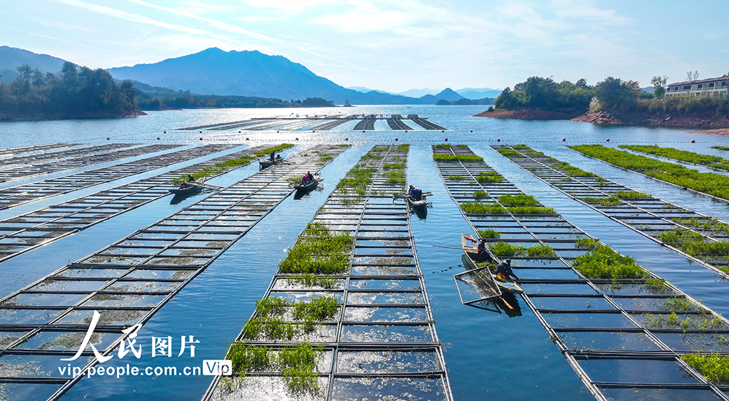 浙江淳安：湖上菜园“整地”忙