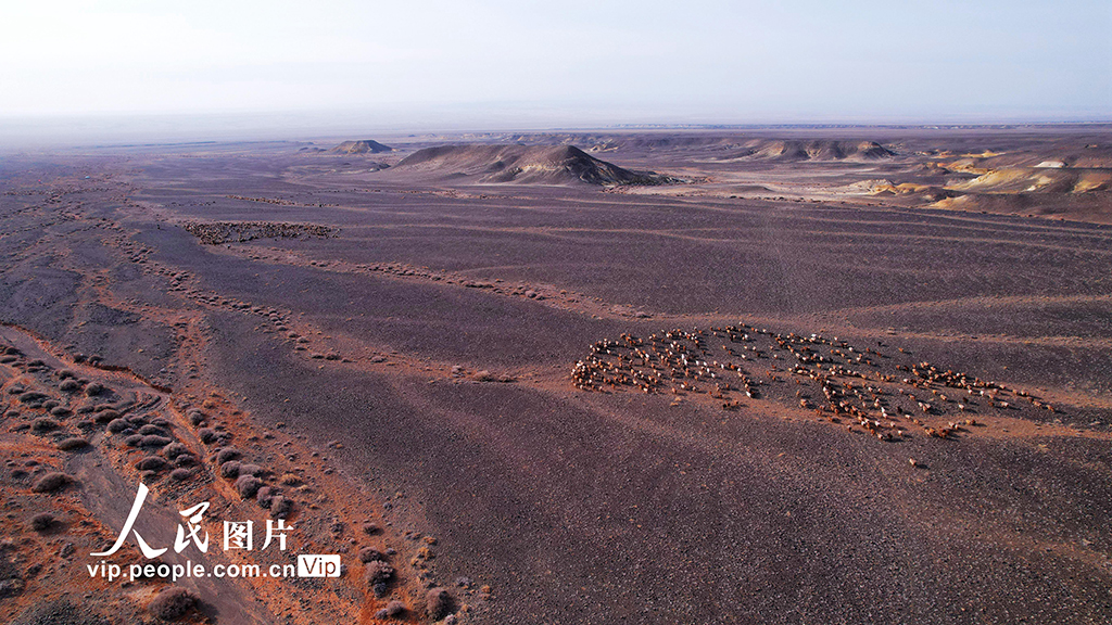 新疆阿勒泰：牧民冬季转场【6】
