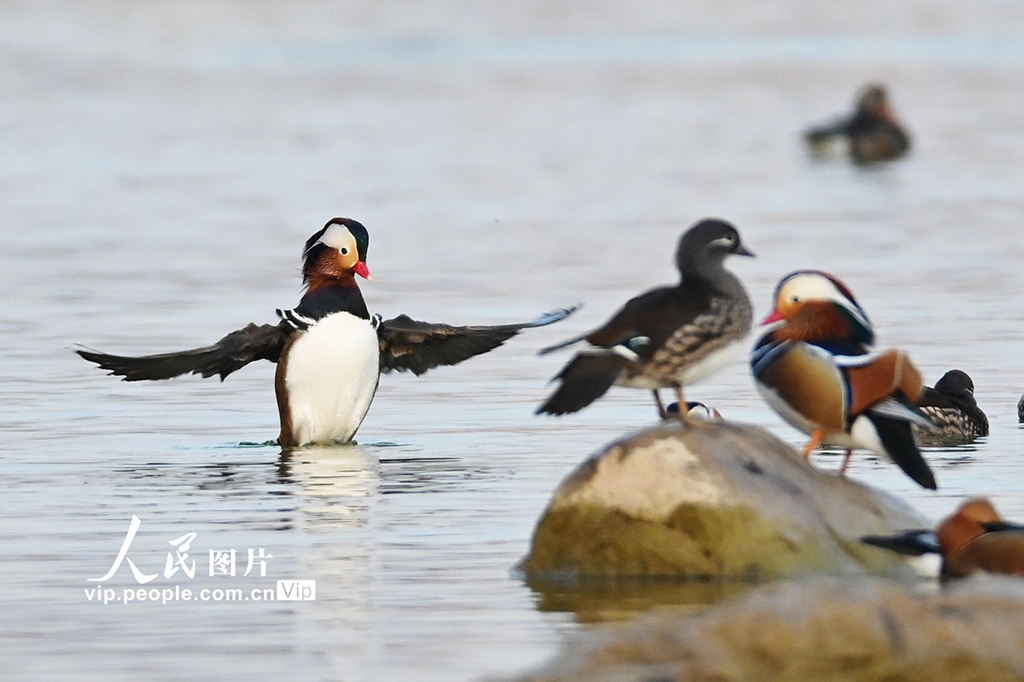 山东青州：鸳鸯戏水【4】