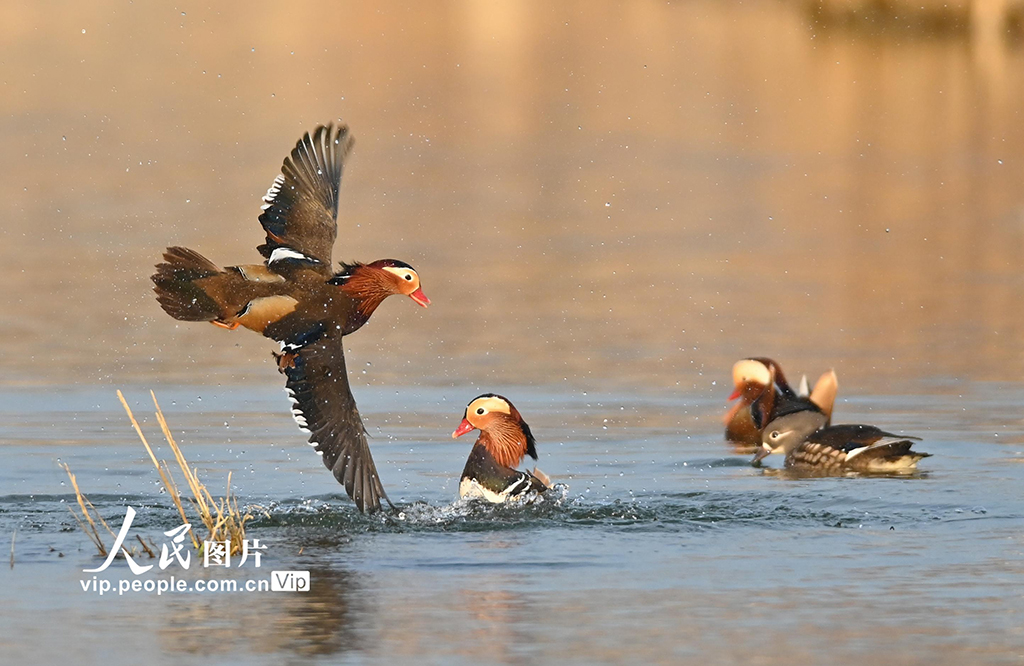 山东青州：鸳鸯戏水【5】