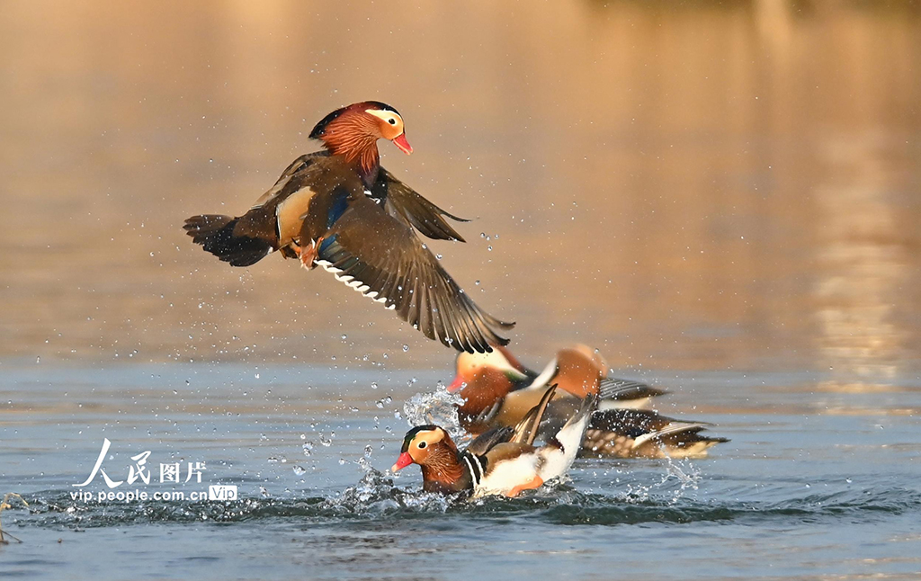 山东青州：鸳鸯戏水【3】