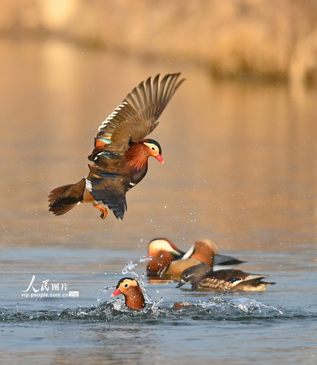 山东青州：鸳鸯戏水【6】