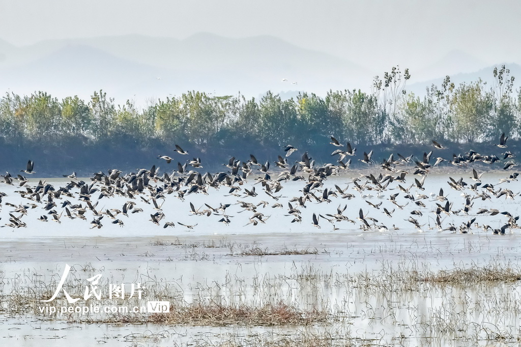 安徽枞阳：候鸟翔集