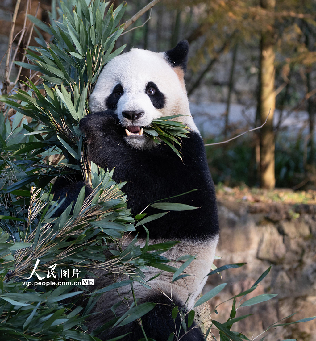 四川都江堰：大熊猫憨态可掬惹人爱【3】