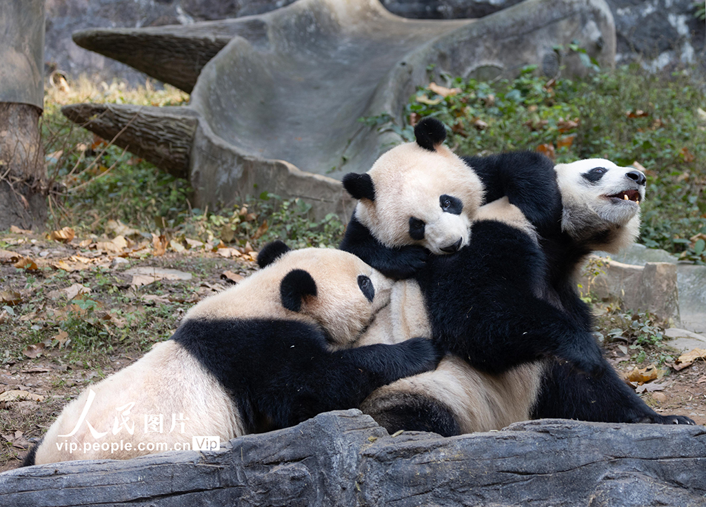 四川都江堰：大熊猫憨态可掬惹人爱【5】