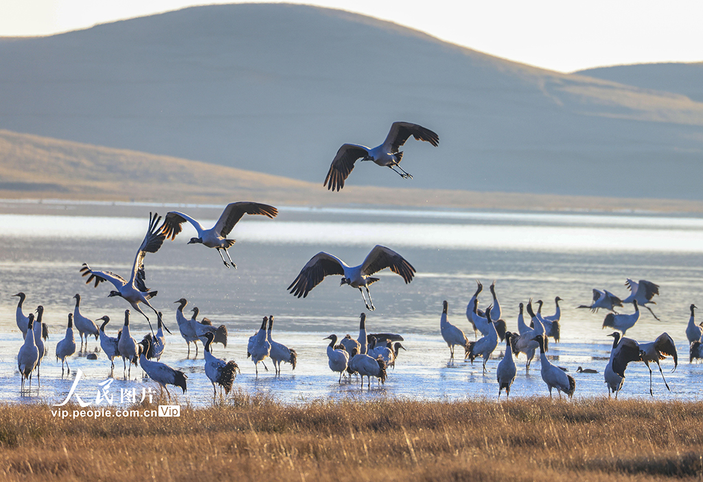 云南昭通：黑颈鹤湿地越冬【4】