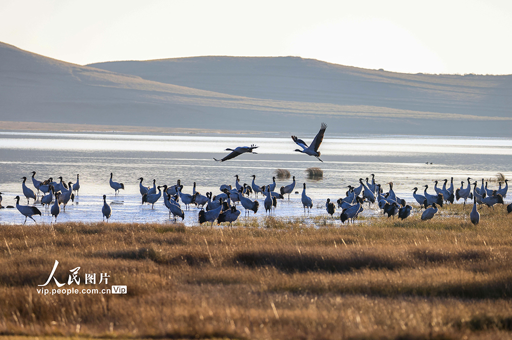云南昭通：黑颈鹤湿地越冬【2】