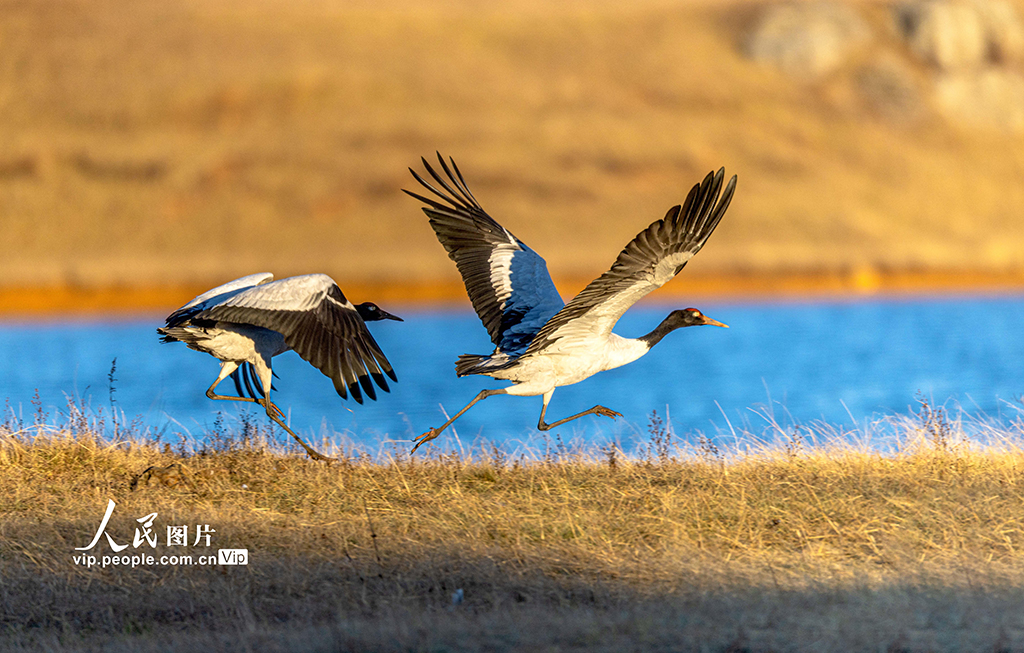 云南昭通：黑颈鹤湿地越冬【6】