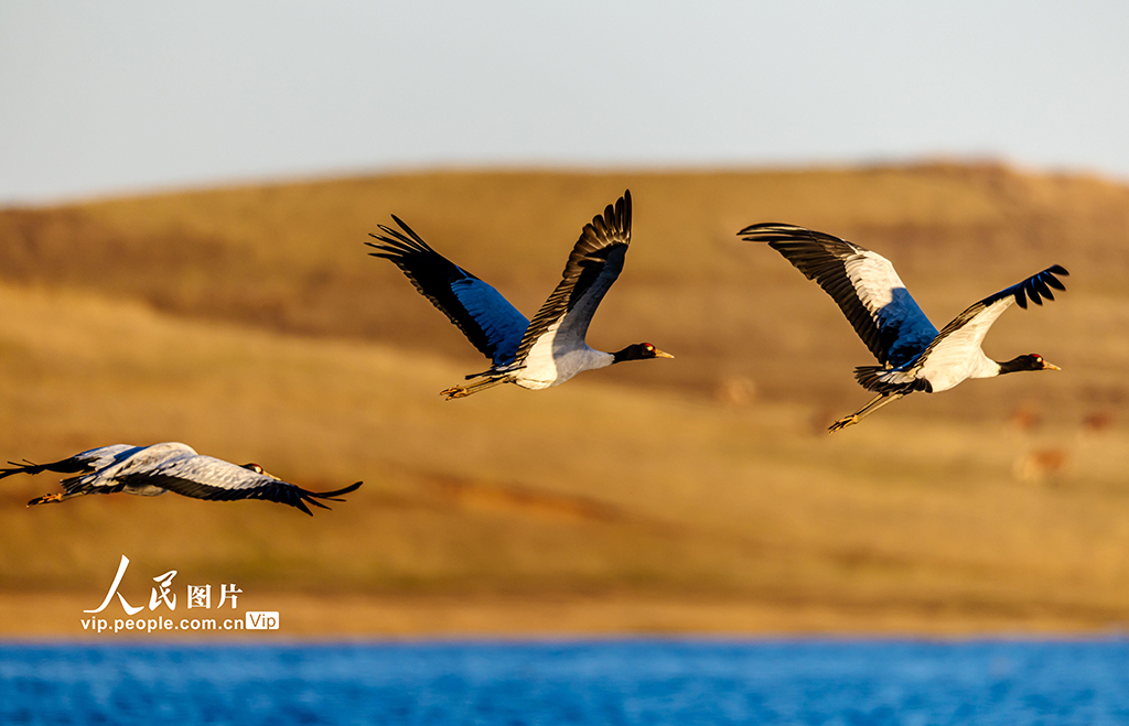 云南昭通：黑颈鹤湿地越冬【7】