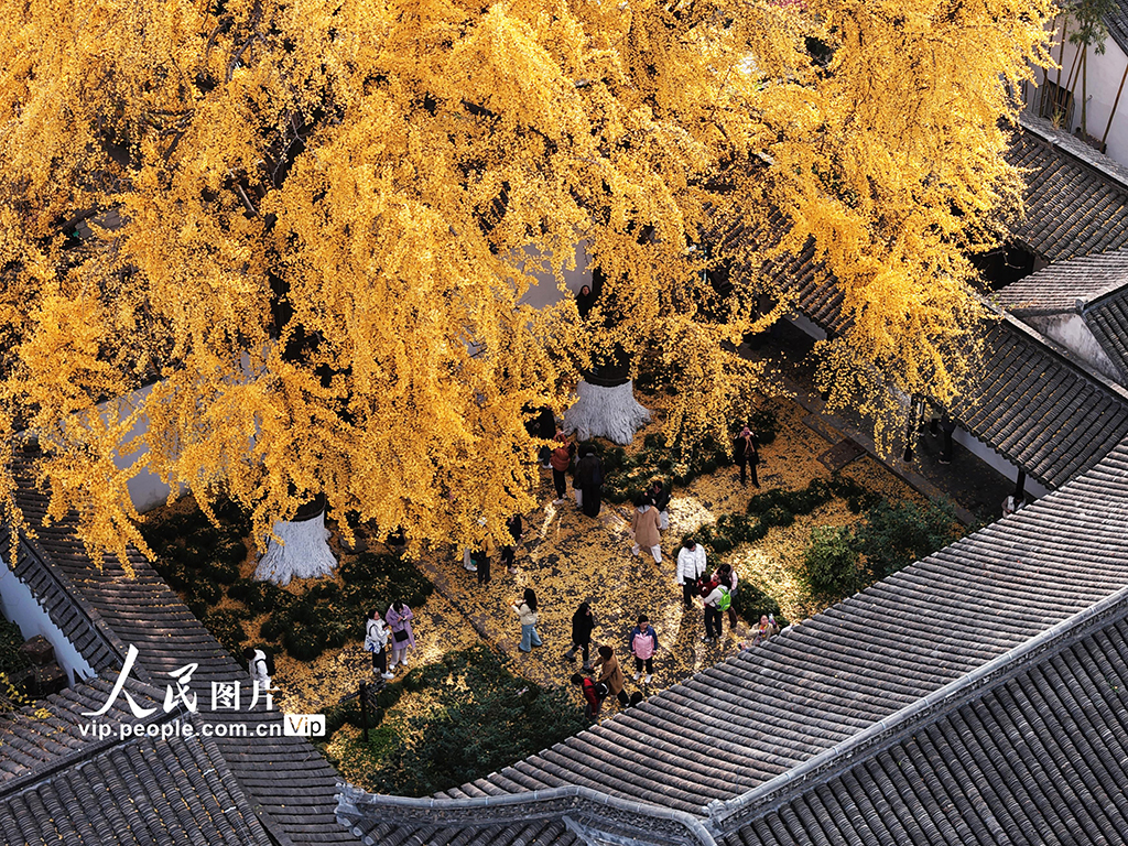 江苏扬州：初冬赏银杏【2】