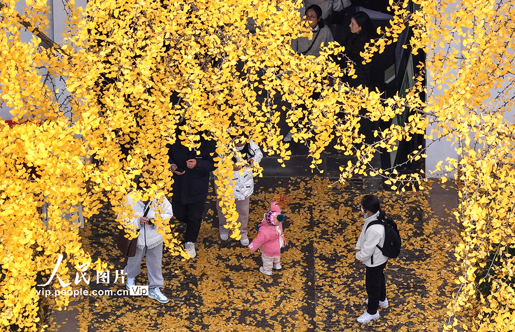 江苏扬州：初冬赏银杏【3】