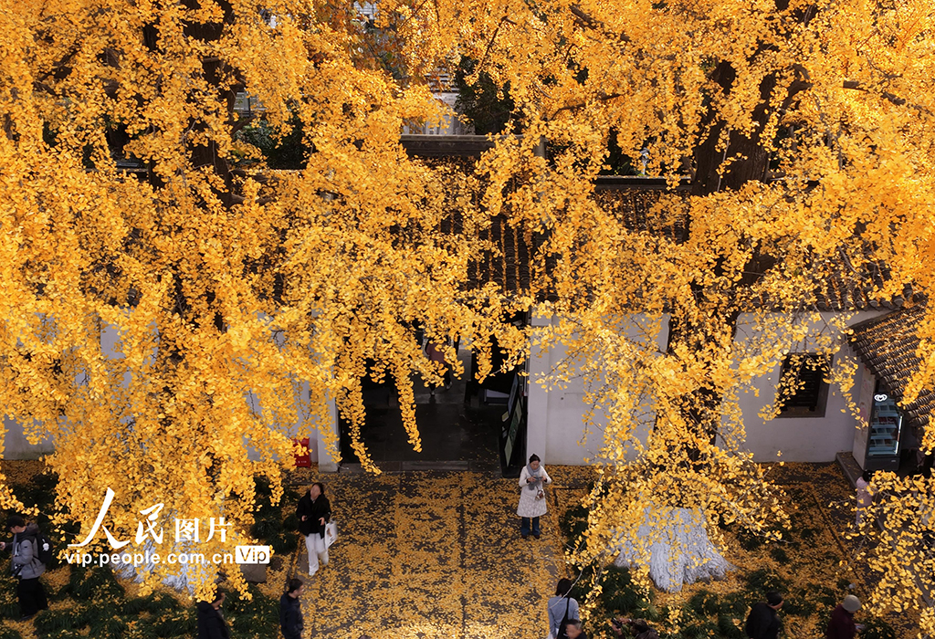 江苏扬州：初冬赏银杏【5】