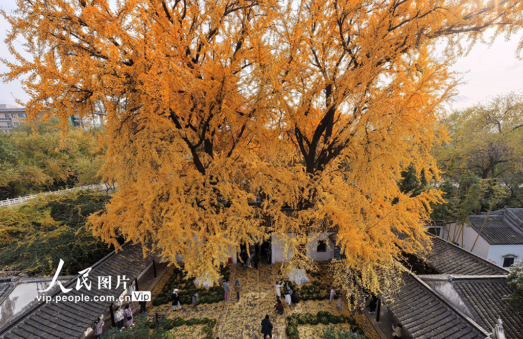 江苏扬州：初冬赏银杏【6】
