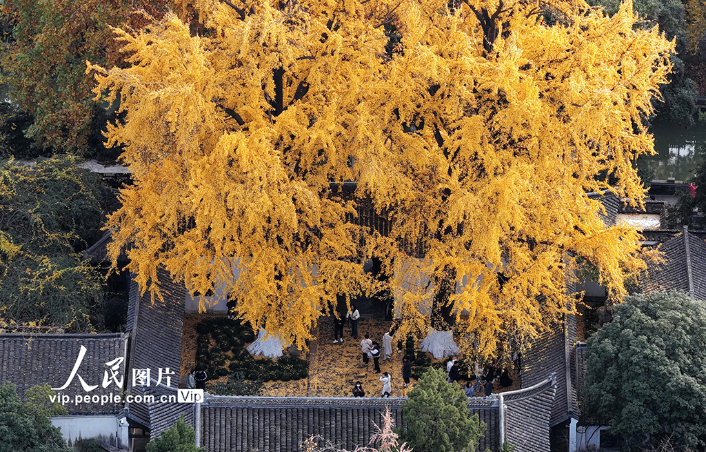 江苏扬州：初冬赏银杏