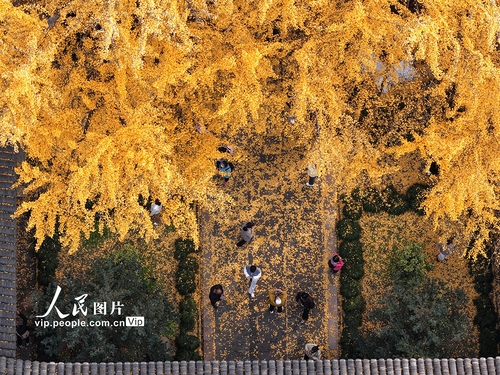 江苏扬州：初冬赏银杏【7】